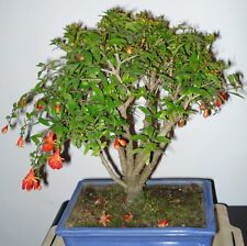 Samen kleiner bonsai gebraucht kaufen  Calw