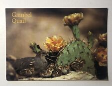 Postcard gambel quail for sale  Shipping to Ireland