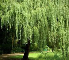 Weeping willow tree for sale  Shipping to Ireland