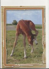 Horse postcard altin usato  Spedire a Italy