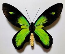 FANTASTIC ORNITHOPTERA VICTORIAE RUBIANUS. MALE. "RANONGGA". VERY RARE FORM !!! for sale  Shipping to South Africa