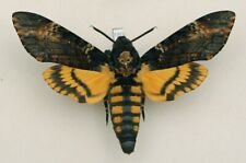 Sphingidae - Acherontia atropos - Death's-head Hawk-moth - #180 - male for sale  Shipping to South Africa