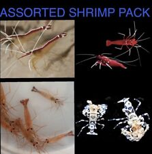 Assorted shrimp pack for sale  Los Angeles