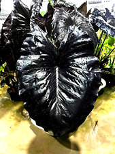 Colocasia Electric Blue Gecko esculenta species New HB Elephant ear + Phyto Cert, used for sale  Shipping to South Africa