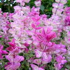 Clary sage pink for sale  Sevierville