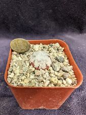 Conophytum burgeri for sale  San Diego