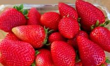California giant strawberry for sale  Arco