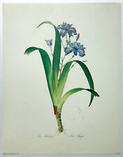 Iris frangee pierre for sale  STOURPORT-ON-SEVERN