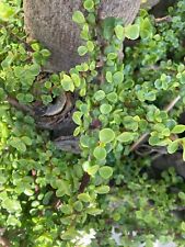 Cuttings portulacaria afra for sale  Shipping to Ireland