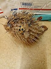 Taxidermy porcupine puffer for sale  Branson