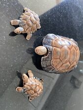 Wade tortoises wade for sale  TURRIFF