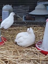 Japanese coturnix quail for sale  UK