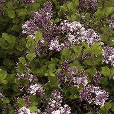 Dwarf lilac bush for sale  PETERBOROUGH