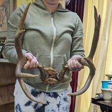 Point deer antler for sale  Marysville