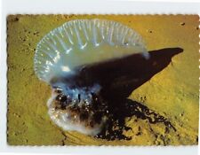 Cartão postal The Man-O-War or Jelly Fish Beach Padre Island & the Gulf Coast, usado comprar usado  Enviando para Brazil