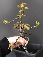 Shohin oak bonsai for sale  LIVERPOOL