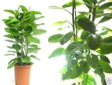 Gummibaum ficus pflanzen gebraucht kaufen  Kaiserslautern