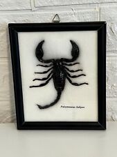 Framed giant scorpion for sale  Palm Coast