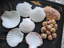 snail shells for sale  MINEHEAD
