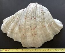 Antique large clam for sale  GLASGOW