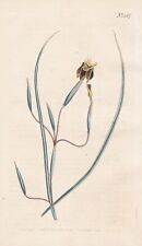 Iris viscaria iris d'occasion  Expédié en France