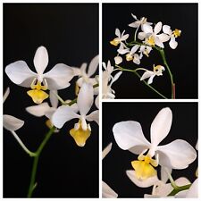 Mini phalaenopsis intermediate for sale  NOTTINGHAM