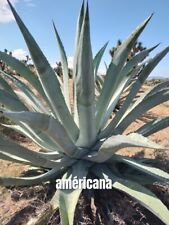Agave Americana Azul 100 semillas México segunda mano  México