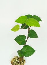 Używany, Piper Kadsudra Variegated, rare, rarity plants na sprzedaż  PL