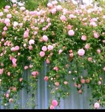 1 Pink FRAGRANT CLIMBING  ROSE BARE ROOTED PLANT SHRUB PINK  for sale  Shipping to South Africa