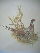 Vintage pheasant print for sale  Irene