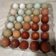Rainbow hatching eggs for sale  Winnemucca