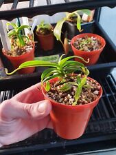 Nepenthes diabolica inch for sale  MATLOCK