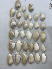 33 SUNRAY VENUS CLAM SHELL MACROCALLISTA NIMBOSA / Seashells / Common Shells for sale  Shipping to South Africa