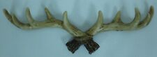 wall antlers for sale  HUNGERFORD