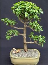 Baby jade bonsai for sale  Patchogue