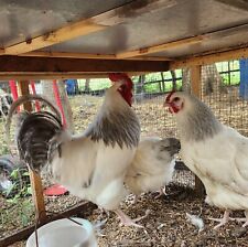 Coronation sussex hatching for sale  Monticello