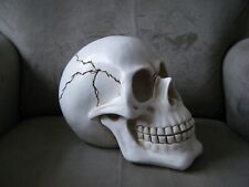Resin skull ornament for sale  WOKINGHAM