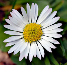 Common daisy bellis for sale  GREENOCK