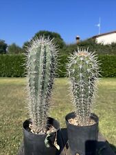 Pachycereus pringley cactus usato  Arezzo