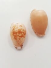 Ciprea edentula shell usato  San Martino Dall Argine