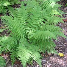 Lady fern plants for sale  Decatur