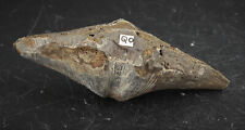 Brachiopodes petit fossile d'occasion  Marcq-en-Barœul
