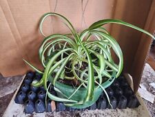 plant potted large spider for sale  Old Town
