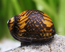 Batik snail algae for sale  EDINBURGH