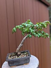 Field maple bonsai for sale  PRUDHOE