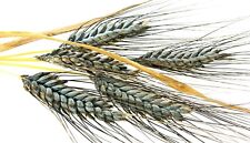 200 einkorn wheat for sale  Salem