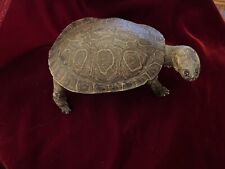 taxidermy tortoise for sale  Peoria