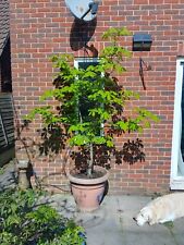Horse chestnut tree for sale  BROADSTAIRS