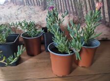 Lampranthus 9cm potted for sale  PLYMOUTH