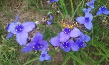 Plants blue spiderwort for sale  Leesburg